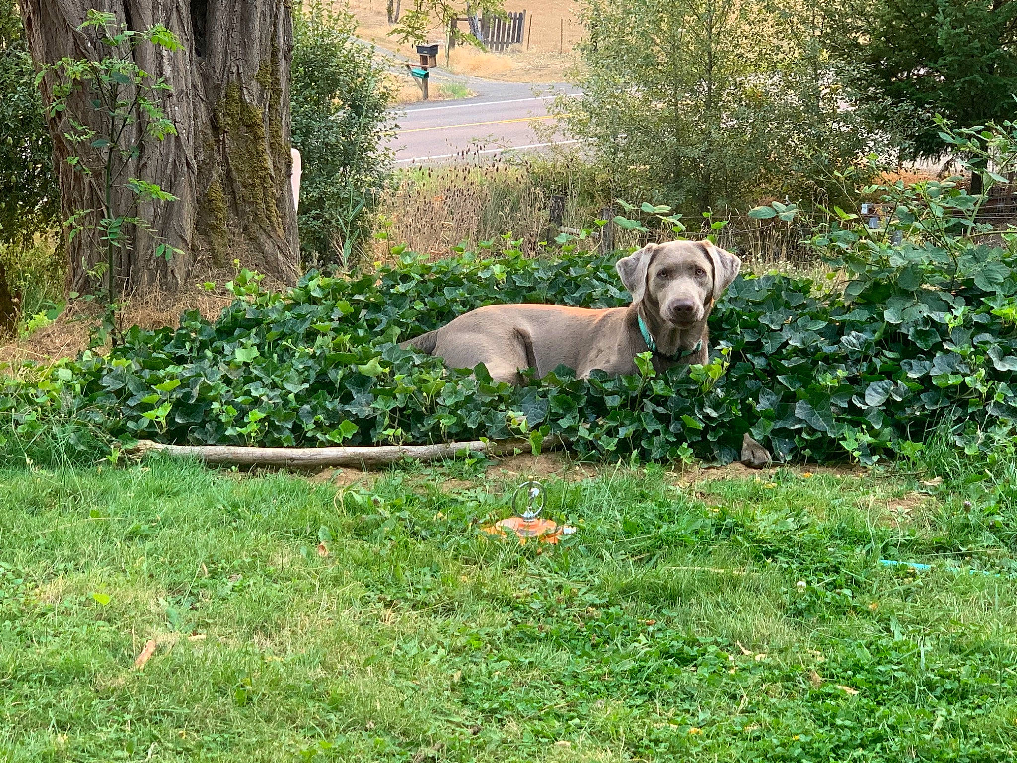 Sniper joined the competition — help win amazing prizes! ball, canidae, carnivore, companion_dog, dog, dog_breed, fawn, garden, grass, grassland, groundcover, landscaping, lawn, meadow, pasture, plant, shrub, tail, tree, working_animal