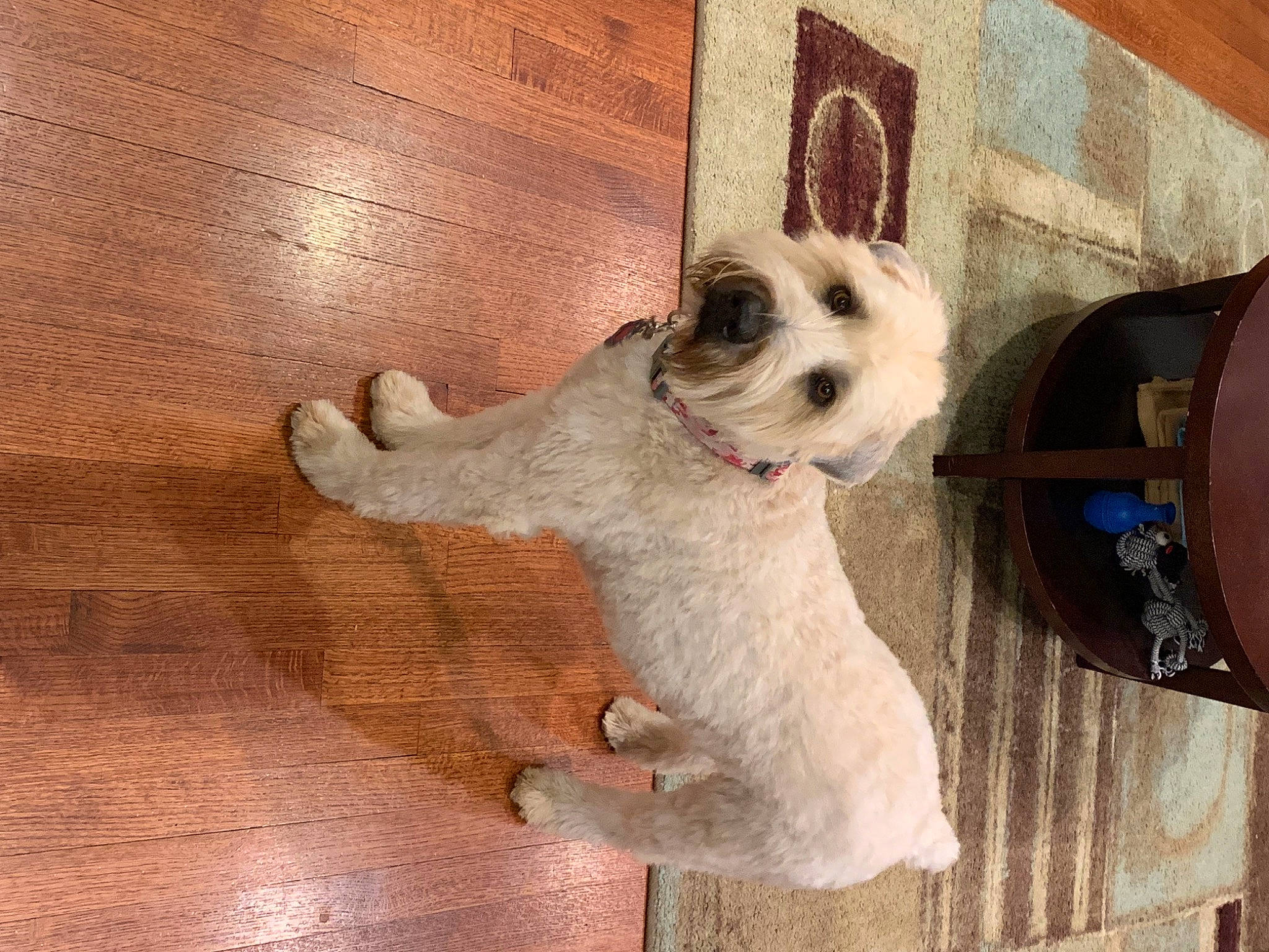 Josie joined the competition — help win amazing prizes! canidae, carnivore, companion_dog, dog, dog_breed, dog_supply, fawn, flooring, fur, hardwood, pet_supply, plank, small_terrier, snout, sporting_group, toy_dog, varnish, wood, wood_stain, working_animal