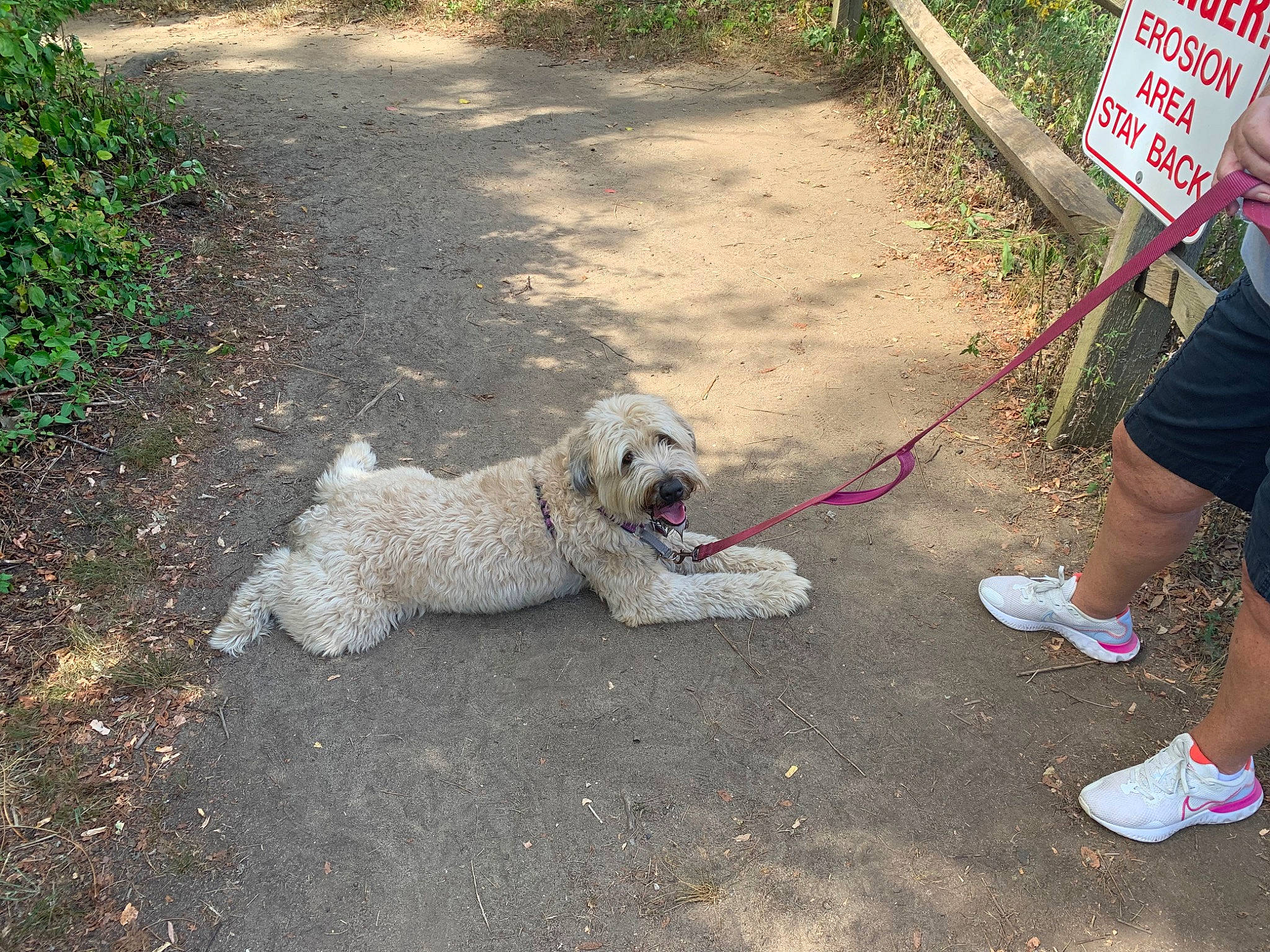 Josie joined the competition — help win amazing prizes! carnivore, collar, companion_dog, dog, dog_breed, dog_collar, fawn, grass, leash, livestock_guardian_dog, mammal, pet_supply, plant, road_surface, shorts, sidewalk, snout, sporting_group, vertebrate, working_animal