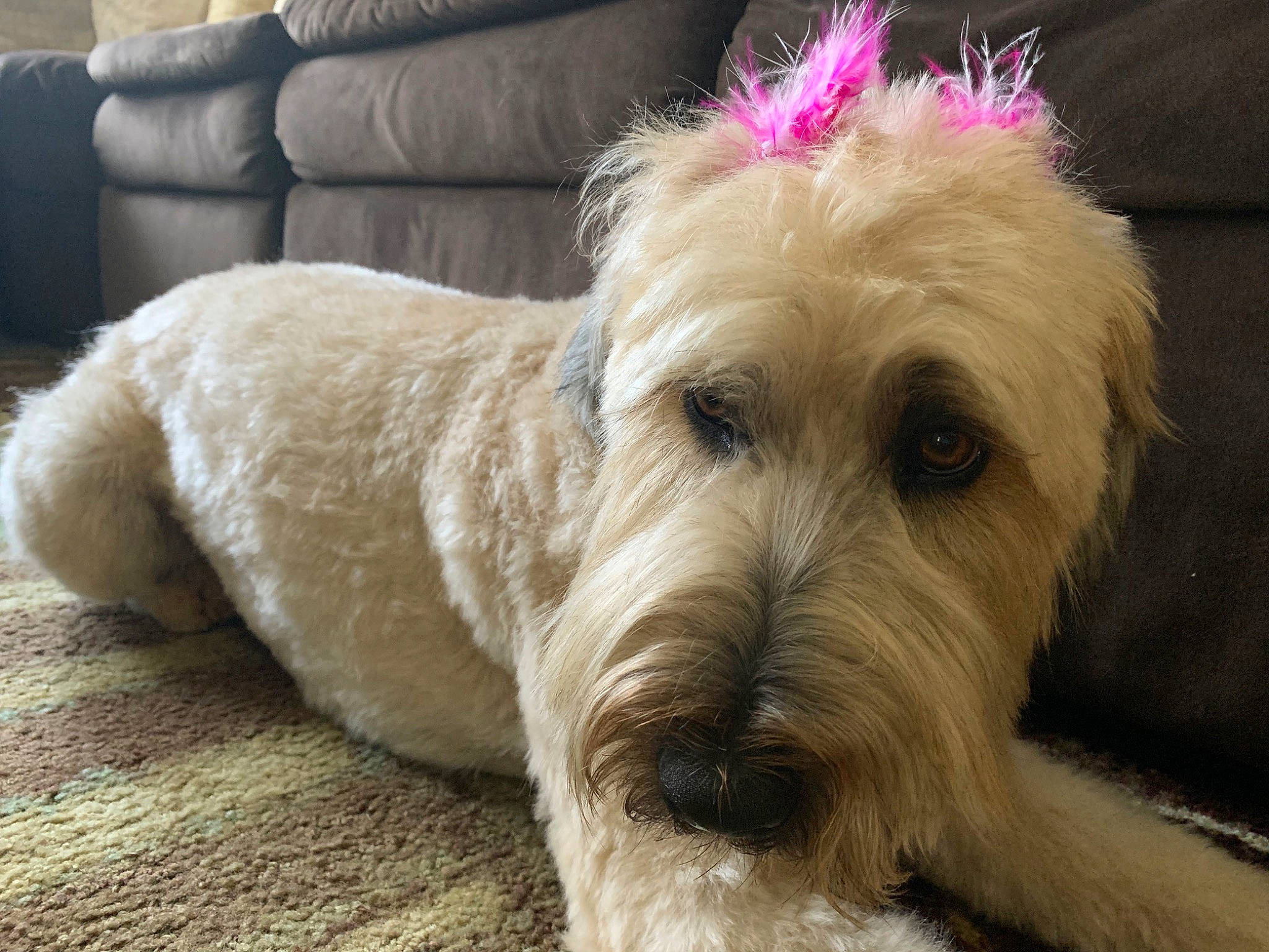 Josie joined the competition — help win amazing prizes! ancient_dog_breeds, canidae, carnivore, companion_dog, couch, dog, dog_breed, fur, non_sporting_group, puppy, small_terrier, snout, sporting_group, terrestrial_animal, terrier, toy_dog, working_animal, working_terrier