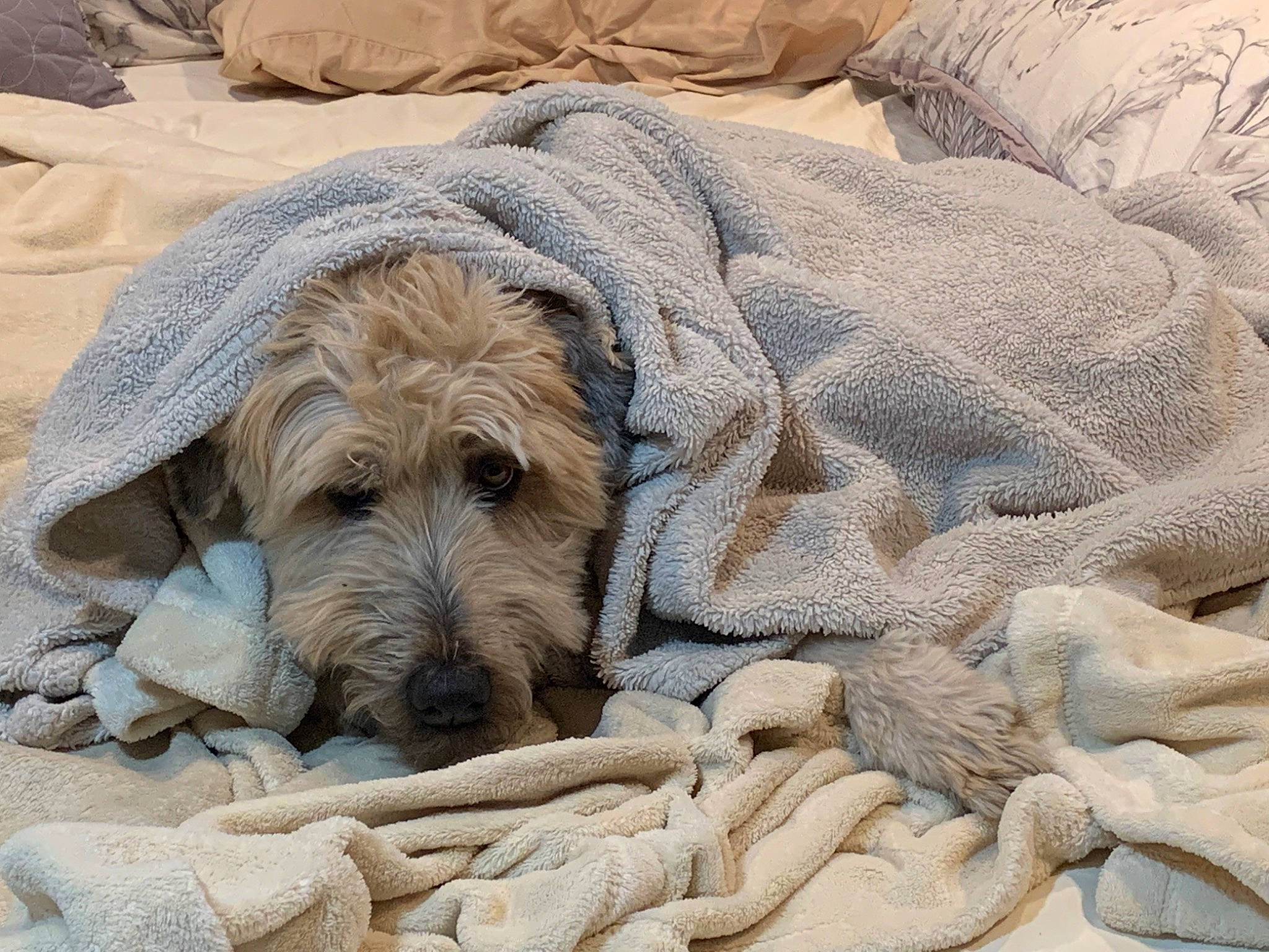 Josie is registered to the contest to win money with this photo: beach, canidae, carnivore, comfort, companion_dog, dog, dog_breed, fawn, fur, rock, sand, sculpture, snout, sporting_group, terrestrial_animal, terrier, wood, working_animal, working_terrier, wrinkle