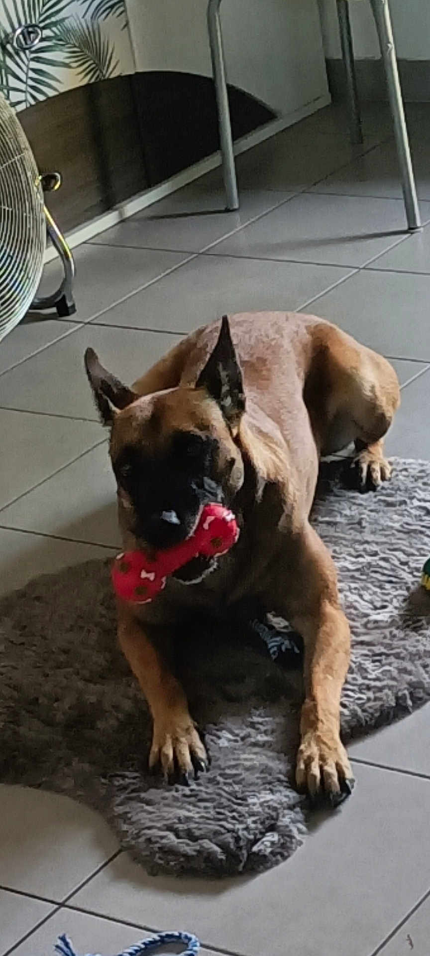 Tia