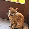 Filou participe au concours pour gagner de l'argent avec cette photo : cat, orange_cat, fluffy, sitting, indoor, floor, tile_floor, wooden_door, door, collar, pet, feline, fur, tail, whiskers, ears, animal, domestic_animal, yellow_glass, window