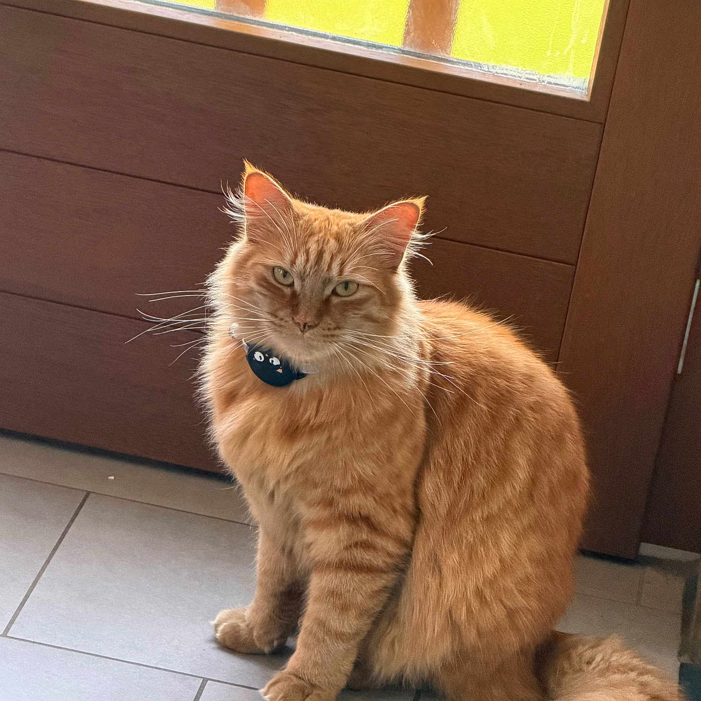 Filou participe au concours pour gagner de l'argent avec cette photo : cat, orange_cat, fluffy, sitting, indoor, floor, tile_floor, wooden_door, door, collar, pet, feline, fur, tail, whiskers, ears, animal, domestic_animal, yellow_glass, window