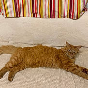 Filou participe au concours pour gagner de l'argent avec cette photo : cat, ginger_cat, feline, pet, indoor, striped_curtain, blanket, relaxed, lying_down, fur, whiskers, tail, paws, home_interior, cozy, resting, animal, mammal, cute, domestic_cat