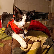 Myrtle is registered to the contest to win money with this photo: cat, black_and_white_cat, orange_harness, indoor, blanket, camo_pattern, red_blanket, window, blinds, cat_tree, pet, feline, animal, relaxed, lying_down, domestic_cat, fur, whiskers, collar, tags