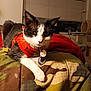 cat, black_and_white_cat, orange_harness, indoor, blanket, camo_pattern, red_blanket, window, blinds, cat_tree, pet, feline, animal, relaxed, lying_down, domestic_cat, fur, whiskers, collar, tags