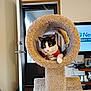 Myrtle is registered to the contest to win money with this photo: animal, black_and_white_cat, carpeted, cat, cat_tree, collar, decor, door, electronics, furniture, household, indoor, keys, looking, pet, relaxed, resting, shelf, television, window