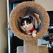 Myrtle joined the competition — help win amazing prizes! animal, black_and_white, carpet, cat, cat_tree, cozy, cute, domestic, door, figurines, furniture, harness, household, indoor, living_room, looking, pet, relaxed, resting, television