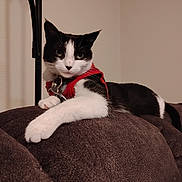 Vicki Martinson joined the competition — help win amazing prizes! cat, black_and_white, harness, pet, indoor, couch, furniture, relaxed, looking_at_camera, animal, whiskers, paw, fur, domestic, lamp, brown, soft, resting, living_room, cute