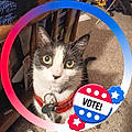 Patches V. M.