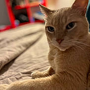 George is registered to the contest to win money with this photo: animal, bed, blurred_background, books, cat, closeup, comfortable, cozy, ears, feline, fur, ginger_cat, home, indoor, pet, relaxed, resting, shelf, soft_lighting, whiskers