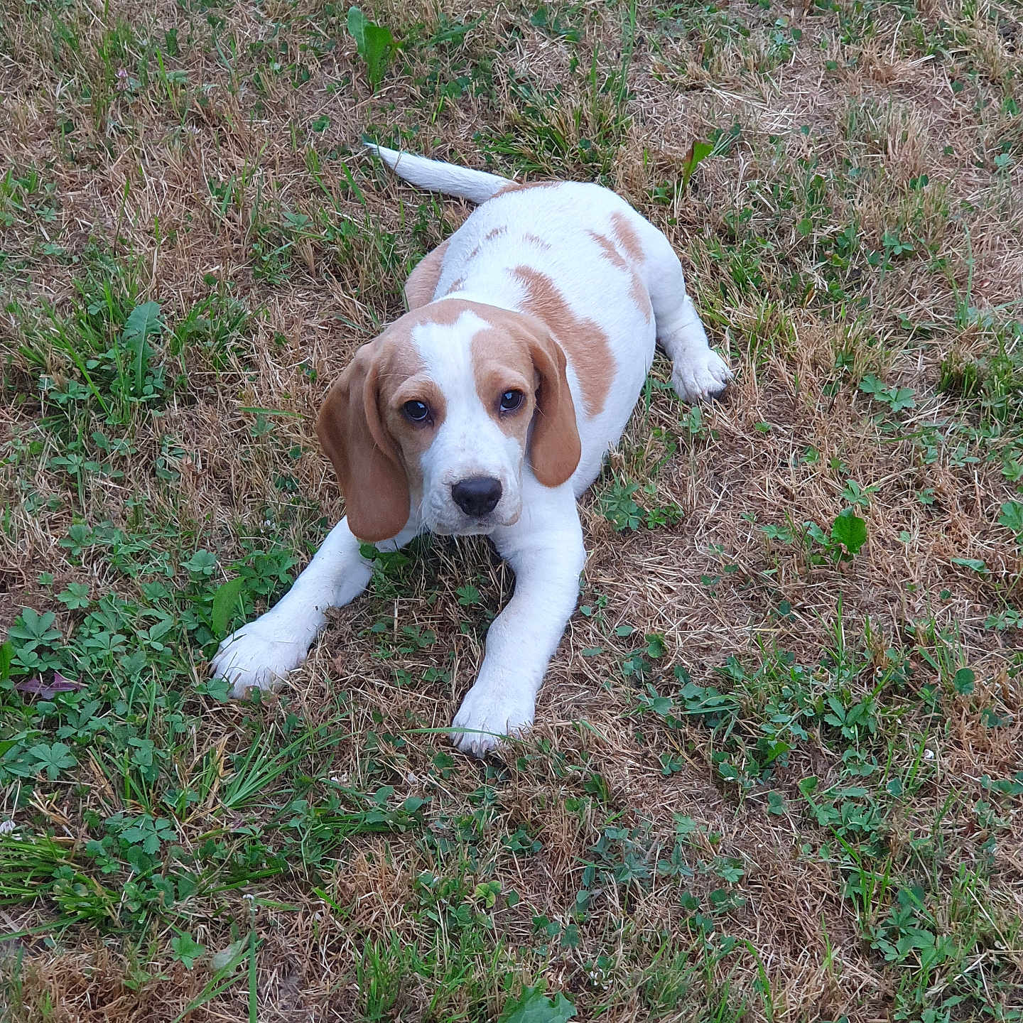 Arės participe au concours pour gagner de l'argent avec cette photo : animal, brown, canine, cute, dog, ears, eyes, field, fur, grass, laying, mammal, nature, outdoor, pet, puppy, resting, summer, white, young