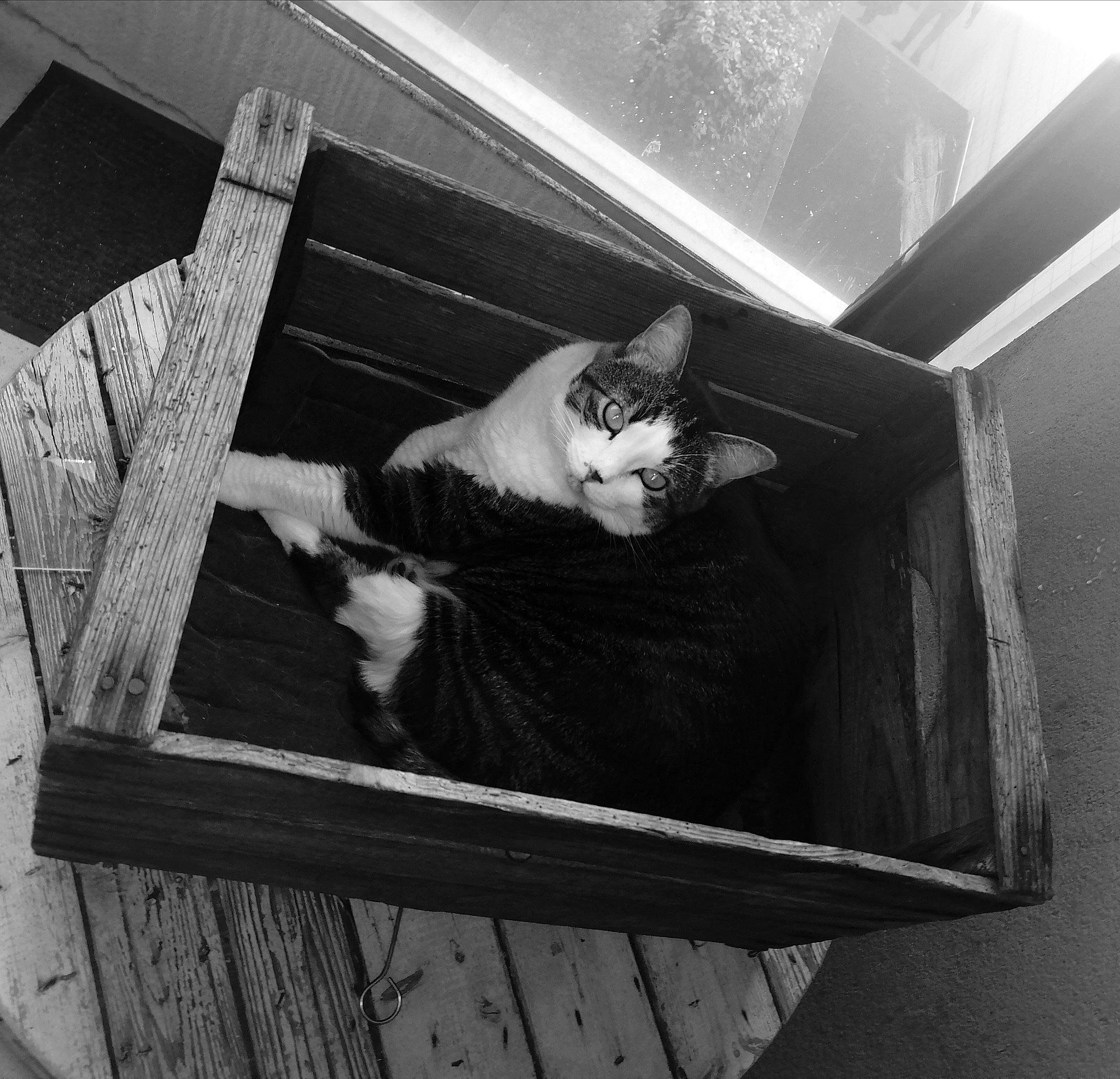 Mia participe au concours pour gagner de l'argent avec cette photo : black, black_and_white, carnivore, cat, domestic_short_haired_cat, felidae, grey, line, mammal, monochrome, monochrome_photography, small_to_medium_sized_cats, snapshot, snout, style, tail, tints_and_shades, whiskers, white, wood