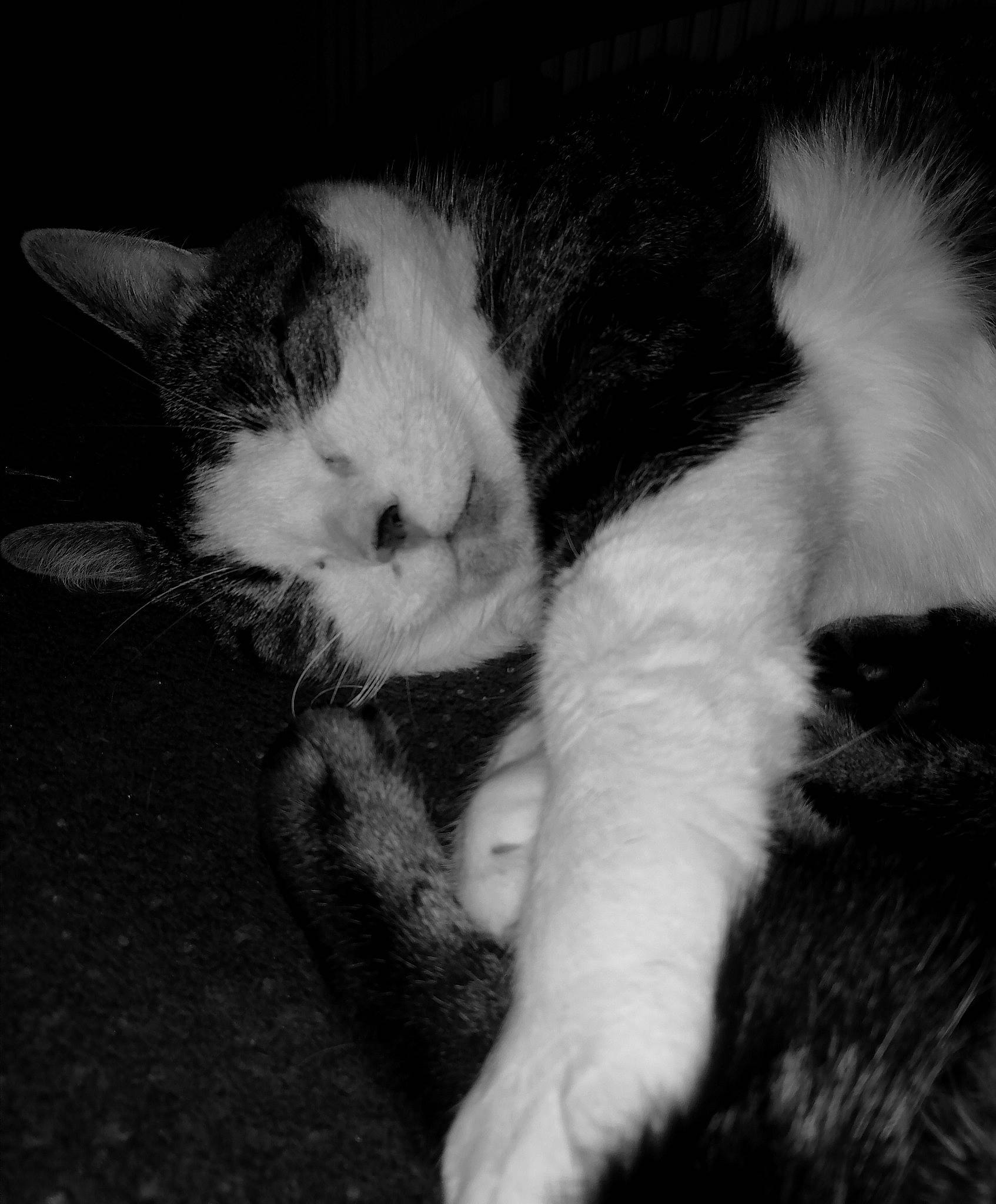 Mia participe au concours pour gagner de l'argent avec cette photo : black_and_white, carnivore, cat, claw, cloud, comfort, darkness, domestic_short_haired_cat, felidae, fur, gesture, monochrome, monochrome_photography, nap, paw, small_to_medium_sized_cats, snout, style, tail, whiskers