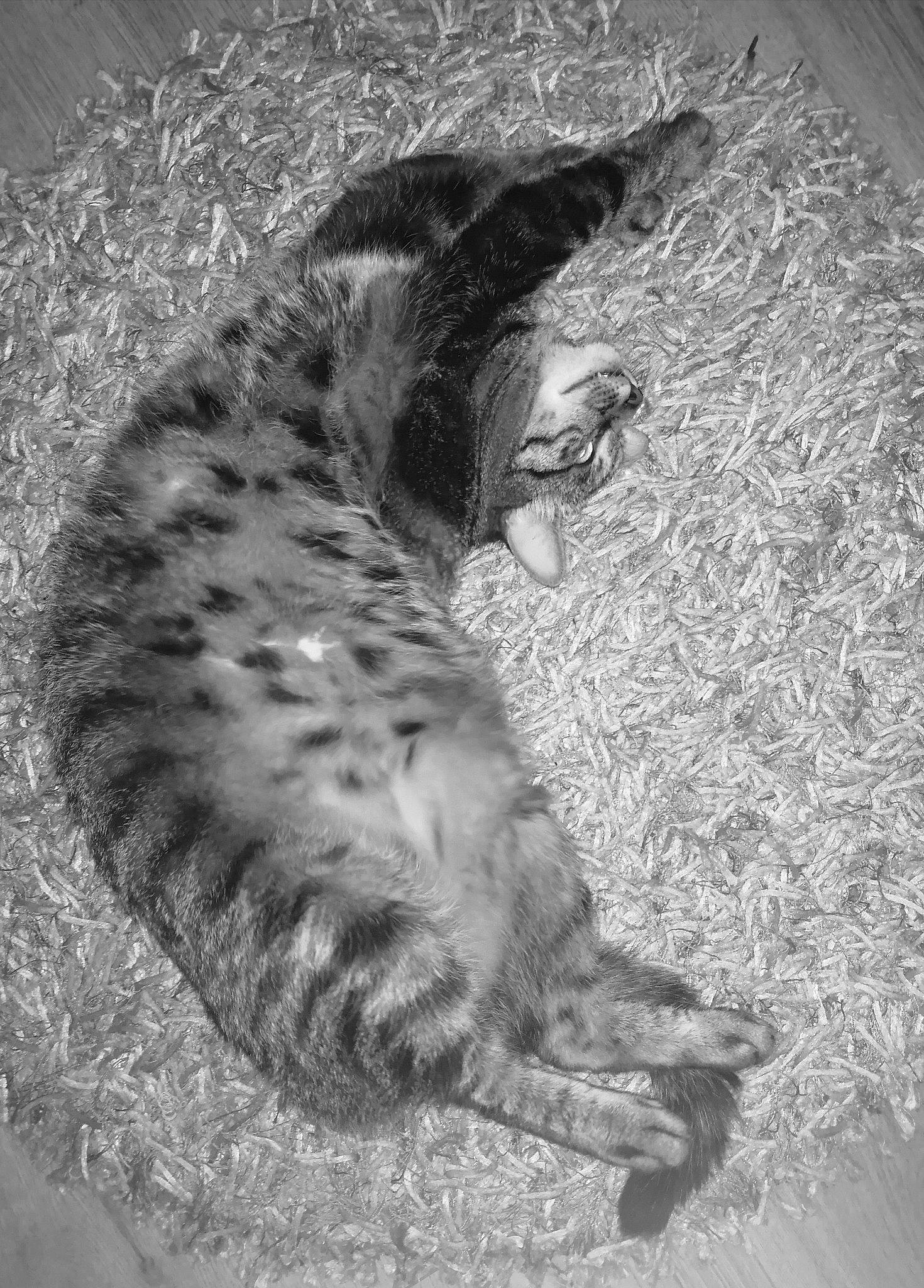 Châtaigne participe au concours pour gagner de l'argent avec cette photo : black_and_white, carnivore, cat, domestic_short_haired_cat, felidae, fur, grass, grey, mammal, monochrome, monochrome_photography, organism, paw, shadow, small_to_medium_sized_cats, style, tail, terrestrial_animal, whiskers, wildlife