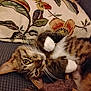 cat, tabby, feline, pet, paw, whiskers, couch, pillow, floral_pillow, indoor, cozy, lying_down, playful, cute, eyes, fur, closeup, portrait, relaxed, home