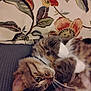 cat, feline, tabby, whiskers, paw, belly, collar, indoor, sofa, cushion, floral_pattern, wallpaper, upholstery, close_up, portrait, cute, relaxed, pet, fur, eye