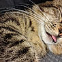 Norman joined the competition — help win amazing prizes! cat, tabby_cat, tongue_out, whiskers, sleeping, close_up, pet, domestic_animal, fur, paw, nose, human_hand, cozy, relaxation, indoor, macro, whisker_detail, striped_fur, adorable, snooze