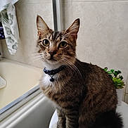 Norman is registered to the contest to win money with this photo: cat, tabby_cat, feline, pet, whiskers, collar, bell, green_eyes, sitting, paws, fur, indoor, bathroom, tiles, succulent, toilet, bathtub, portrait, close_up, curious