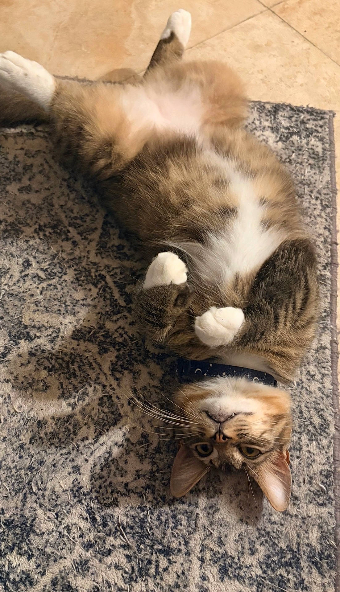 Norman joined the competition — help win amazing prizes! animal, cat, collar, curious, cute, domestic_animal, feline, floor, fur, indoor, lying_down, mammal, paws, pet, playful, relaxed, resting, rug, tabby, whiskers