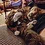 cat, tabby_cat, sleeping, paws, whiskers, tail, fur, cozy, couch, armchair, blanket, living_room, indoor, pet, nap, close_up, hand, remote_control, furniture, relaxed