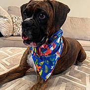 Cookie joined the competition — help win amazing prizes! dog, boxer, bandana, brown, brindle, carpet, indoor, living_room, couch, pillow, pet, animal, tongue_out, cute, resting, looking_sideways, colorful, decor, furniture, floor
