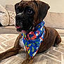 dog, boxer, bandana, brown, brindle, carpet, indoor, living_room, couch, pillow, pet, animal, tongue_out, cute, resting, looking_sideways, colorful, decor, furniture, floor