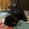 dog, black_dog, bed, blanket, pillow, bamboo_headboard, indoor, pet, curious, fluffy, cozy, resting, furniture, animal, canine, domestic_animal, sleeping_area, textile, head_tilt, comfort