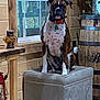 dog, boxer, pet, indoor, wooden_wall, window, lantern, barrel, ottoman, red_collar, tags, furniture, home, cozy, animal, sitting, brown, white, spot, serious