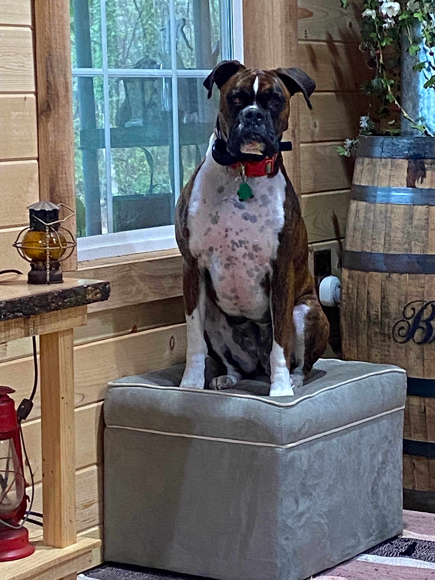 Sadie