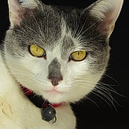 Mouchette a rejoint le concours — aidez-le/la à gagner de superbes lots ! alert, animal, bell, cat, close_up, collar, cute, domestic_cat, ears, face, feline, fur, grey_and_white, indoor, looking, pet, pet_accessory, portrait, whiskers, yellow_eyes