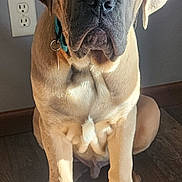 Gronkers is registered to the contest to win money with this photo: dog, puppy, mastiff, large_breed, pet, portrait, close_up, indoor, sunlight, shadow, wood_floor, sitting, paws, collar, wrinkles, nose, ears, brown_fur, wall_outlet, wall