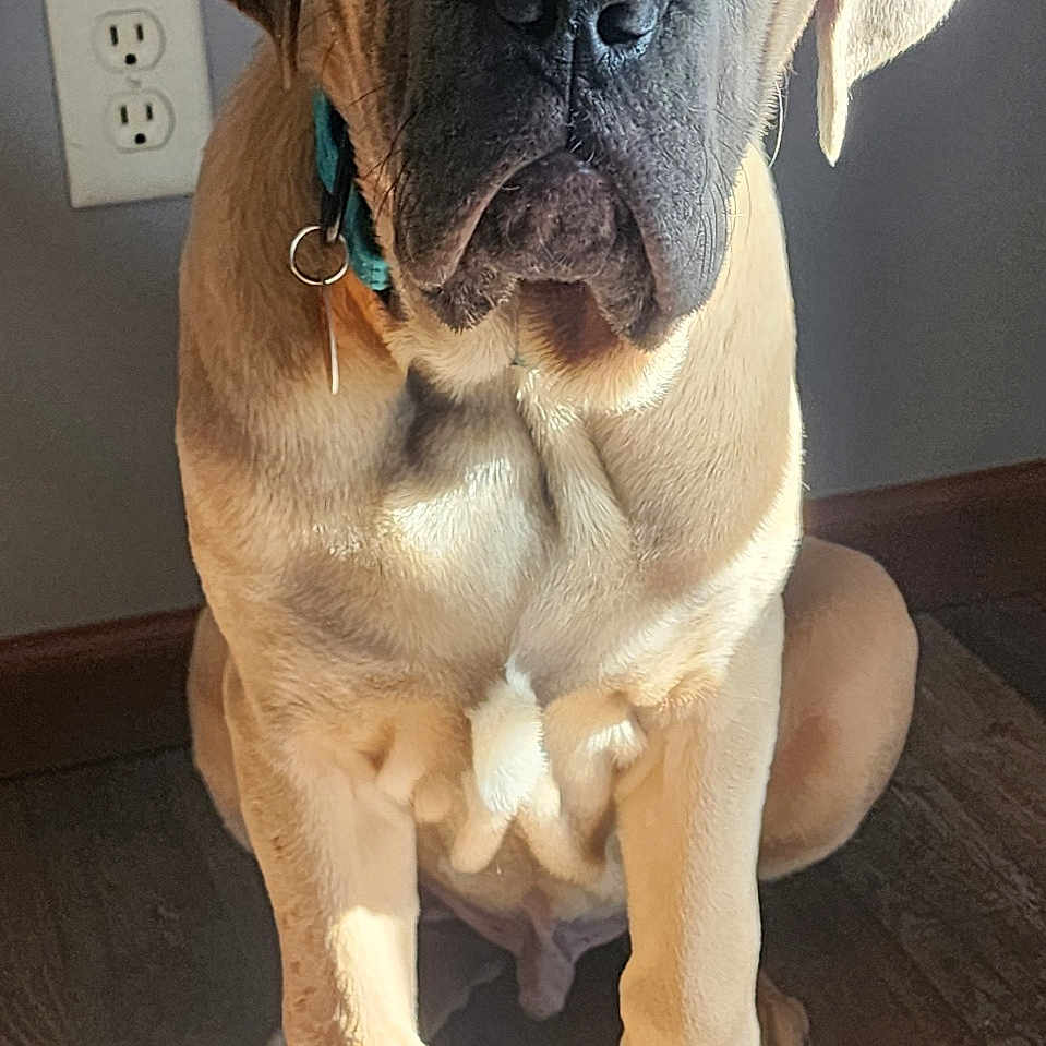 Gronkers is registered to the contest to win money with this photo: brown_fur, close_up, collar, dog, ears, indoor, large_breed, mastiff, nose, paws, pet, portrait, puppy, shadow, sitting, sunlight, wall, wall_outlet, wood_floor, wrinkles