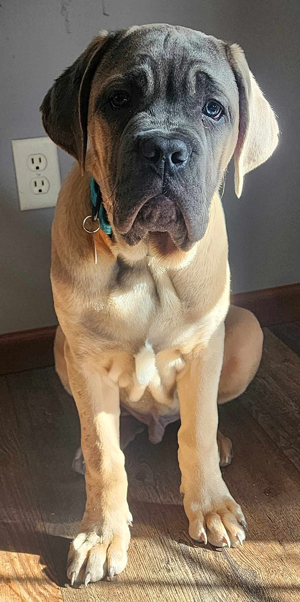 Gronkers is registered to the contest to win money with this photo: dog, puppy, mastiff, large_breed, pet, portrait, close_up, indoor, sunlight, shadow, wood_floor, sitting, paws, collar, wrinkles, nose, ears, brown_fur, wall_outlet, wall