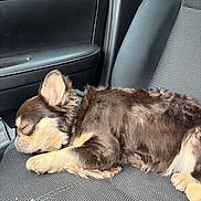 Stella joined the competition — help win amazing prizes! dog, sleeping, car_seat, pet, fur, relaxed, cozy, animal, canine, inside_car, brown_fur, small_dog, resting, cute, domestic_animal, seat, transport, travel, companion, quiet