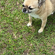 Scooby Doo is registered to the contest to win money with this photo: animal, canine, closeup, curious, daylight, dog, ears, fur, grass, ground, mammal, nature, outdoor, pet, quiet, small_dog, snout, standing, tan_dog, walking