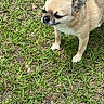 animal, canine, closeup, curious, daylight, dog, ears, fur, grass, ground, mammal, nature, outdoor, pet, quiet, small_dog, snout, standing, tan_dog, walking