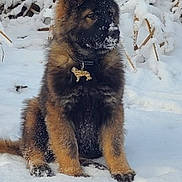 Tyron a rejoint le concours — aidez-le/la à gagner de superbes lots ! dog, puppy, german_shepherd, snow, winter, outdoor, animal, pet, fur, canine, nature, cold, sitting, young, cute, fluffy, tree_branches, white, landscape, adorable