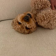 Maverick is registered to the contest to win money with this photo: animal, beige, companion, couch, cozy, curly_fur, cute, dog, domestic, fluffy, friendly, fur, hand, indoor, pet, playful, relaxing, smile, teeth, upside_down
