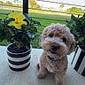 Maverick is registered to the contest to win money with this photo: blue_sky, clouds, curly_fur, cute, dog, fence, flower_pot, garden, green_grass, head_tilt, hibiscus, nature, outdoor, pet, plants, porch, small_dog, striped_pot, sunny, yellow_flower