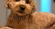 Maverick is registered to the contest to win money with this photo: animal, brown, canine, closeup, collar, couch, cute, dog, domestic_animal, fluffy, fur, furniture, indoor, jewelry, pet, poodle, portrait, relaxed, resting, soft_light
