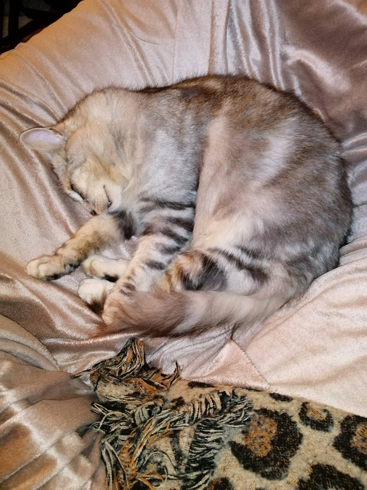 Roudoudou participe au concours pour gagner de l'argent avec cette photo : carnivore, cat, claw, comfort, domestic_short_haired_cat, fawn, felidae, fur, grey, linens, nap, pattern, paw, sleep, small_to_medium_sized_cats, snout, tail, terrestrial_animal, whiskers, wood