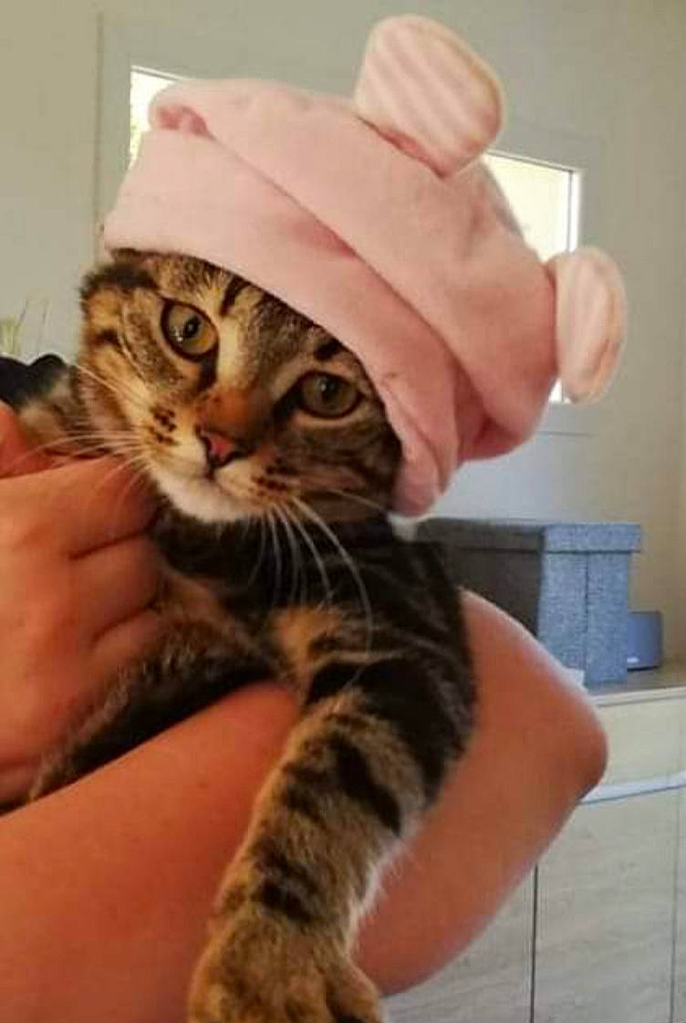 Pixie a rejoint le concours — aidez-le/la à gagner de superbes lots ! carnivore, cat, claw, domestic_short_haired_cat, fashion_accessory, fawn, felidae, finger, fur, gesture, hand, hat, human_leg, nail, paw, small_to_medium_sized_cats, tail, terrestrial_animal, thumb, whiskers