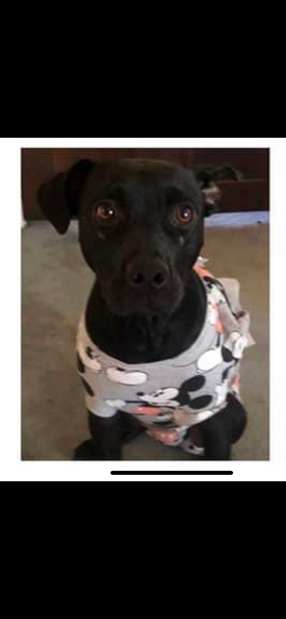 Diva is registered to the contest to win money with this photo: carnivore, collar, companion_dog, dog, dog_breed, dog_collar, dog_supply, non_sporting_group, pet_supply, puppy, snout, sporting_group, terrestrial_animal, whiskers, working_animal, working_dog