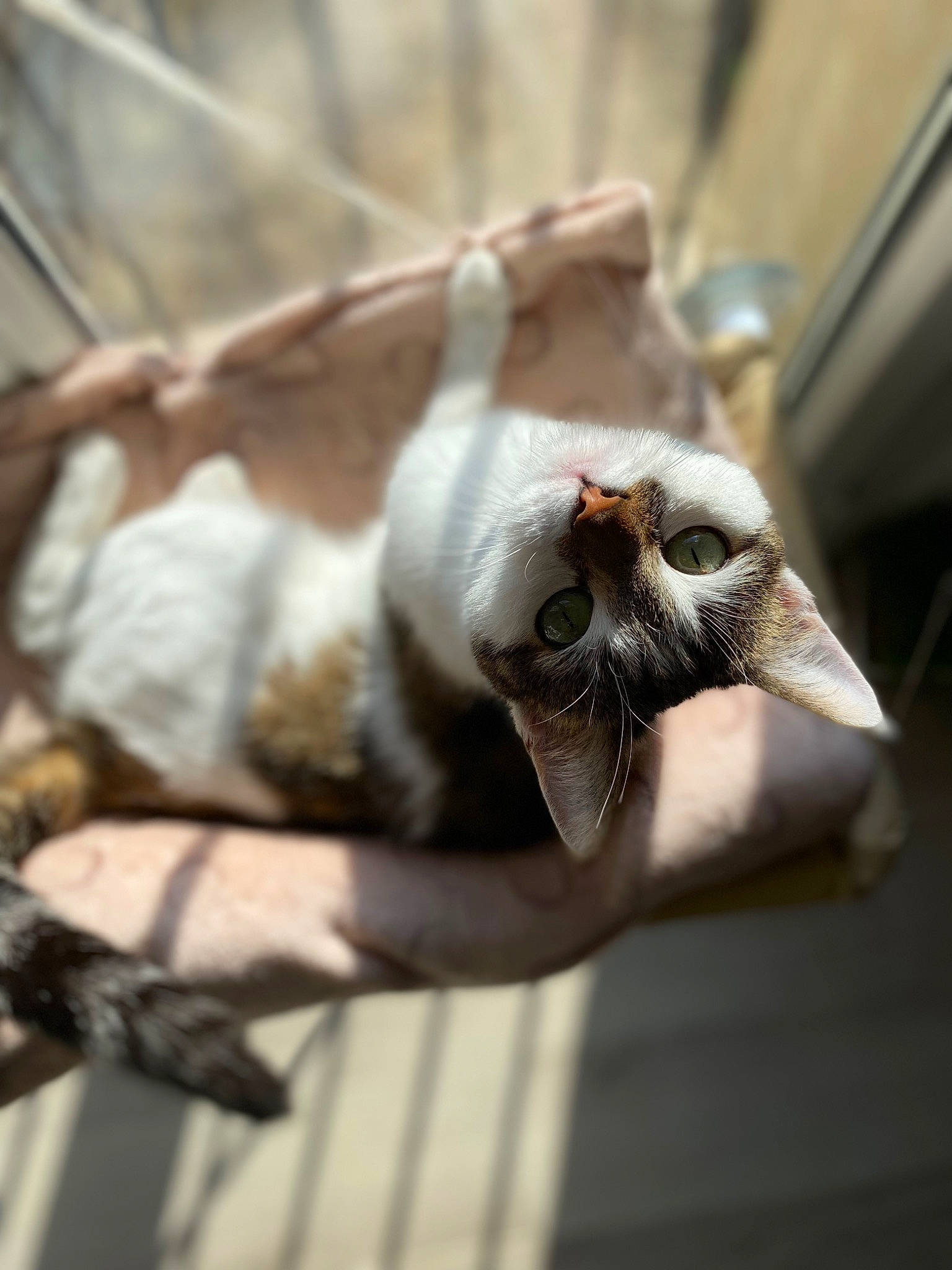 Danna participe au concours pour gagner de l'argent avec cette photo : canidae, carnivore, cat, claw, dog_breed, domestic_short_haired_cat, eye, fawn, felidae, fur, mammal, paw, plant, small_to_medium_sized_cats, sporting_group, tail, terrestrial_animal, tree, whiskers, wood