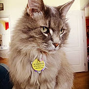 Emma joined the competition — help win amazing prizes! cat, fluffy, gray, indoor, pet_tag, fur, animal, domestic, portrait, close_up, whiskers, ears, eyes, sitting, cozy, home, feline, looking_away, soft_light, calm