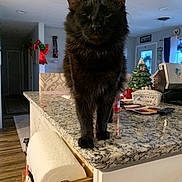 Momo is registered to the contest to win money with this photo: black_cat, cat, granite_counter, kitchen, paper_towel, holiday_decorations, christmas_tree_ornament, countertop, domestic_cat, pet, feline, indoor, household_items, wood_floor, window, chair, remote_control, butter_dish, decor, light