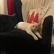 Oscar joined the competition — help win amazing prizes! cat, white_cat, armchair, blanket, pillow, christmas, holiday_decor, indoor, furniture, relaxed, pet, cozy, resting, domestic_cat, living_room, curtains, red, cream, dark_blue, wood_floor