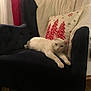 cat, white_cat, armchair, blanket, pillow, christmas, holiday_decor, indoor, furniture, relaxed, pet, cozy, resting, domestic_cat, living_room, curtains, red, cream, dark_blue, wood_floor